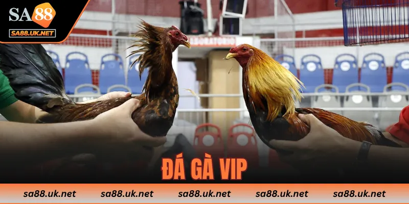 Đá Gà VIP