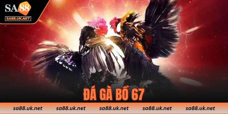 Đá gà bồ 67